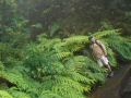 Madeira0849.JPG